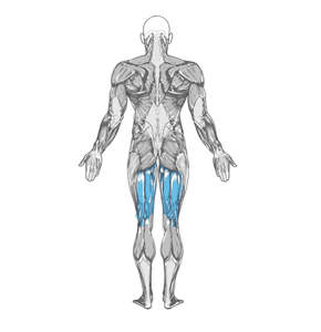 Clean Deadlift Exercise